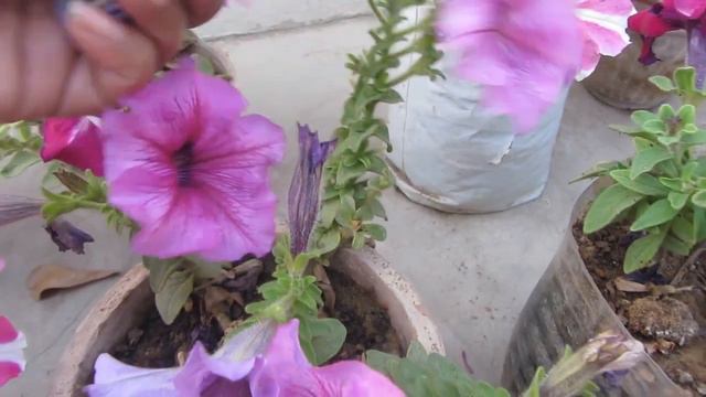 Beautiful Petunia Flowering From Seed смотреть онлайн
