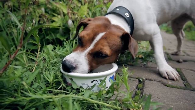 Дети о безопасности_ обращение с домашними животными смотреть онлайн