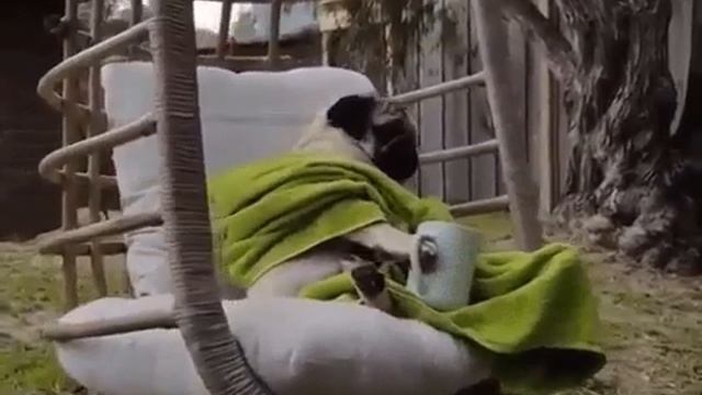 пёсик на чиле смотреть онлайн