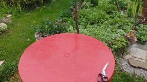 ОБЗОР  саженцев РОЗ  из питомника ВОКРУГ РОЗ есть вопрос!