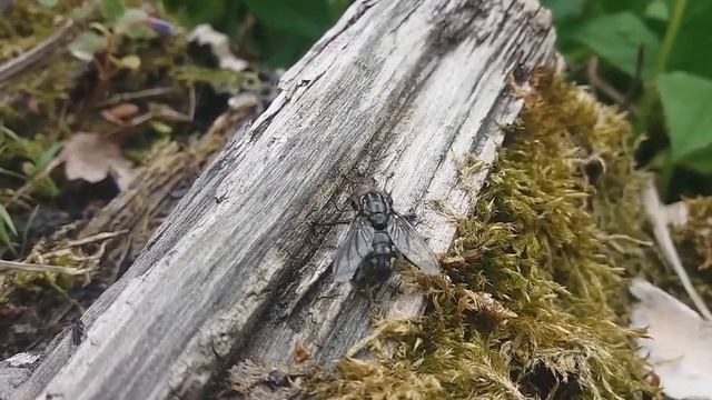 Серая мясная муха или мясоедка серая (лат. Sarcophaga carnaria) смотреть онлайн