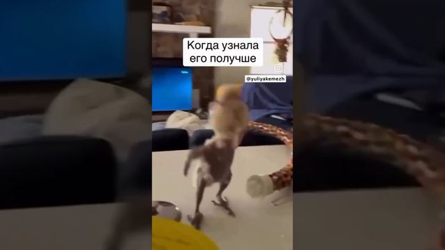 #meme #memes смотреть онлайн