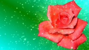 Футаж. Цветочный фон 160