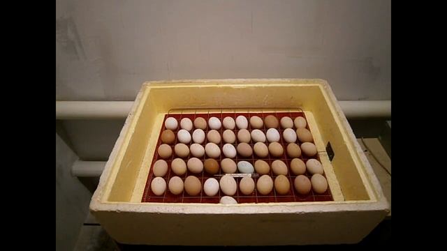 Закладка яиц в инкубатор