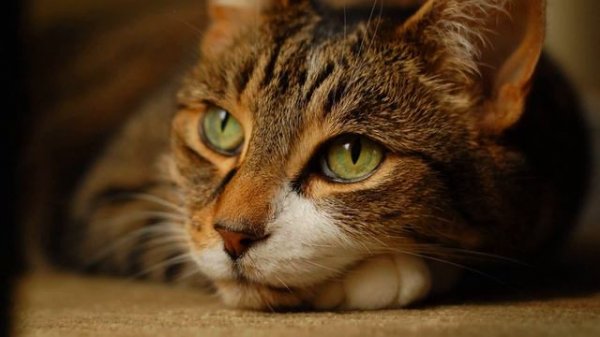 💯 %  Звук мяукающей кошки в высоком качестве 🐈