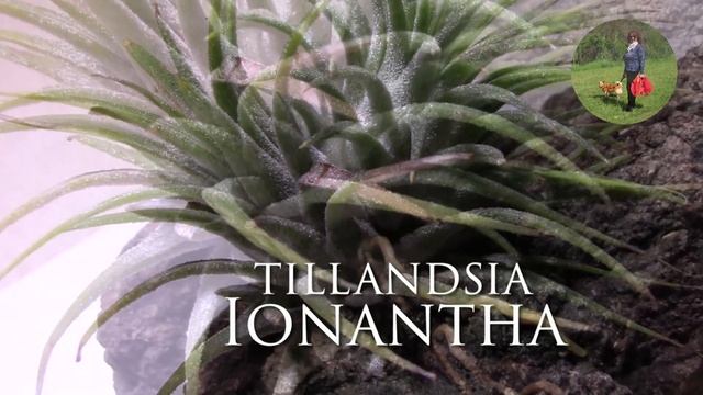 Tillandsia [Aeranthos & Ionantha]