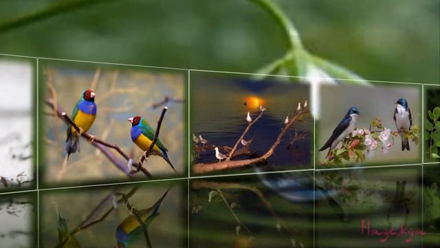 Птицы.Птицы встречаются разные смотреть онлайн