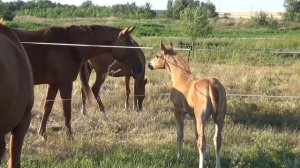 Донские жеребята  Василек и Алешка  Прогулка