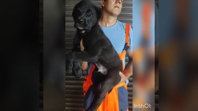 Чёрные щенки среднеазиатской овчарки смотреть онлайн