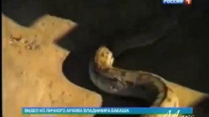 Змеелов Бабаш туркменская Легенда Кара-кала Туркмения Туркменистан