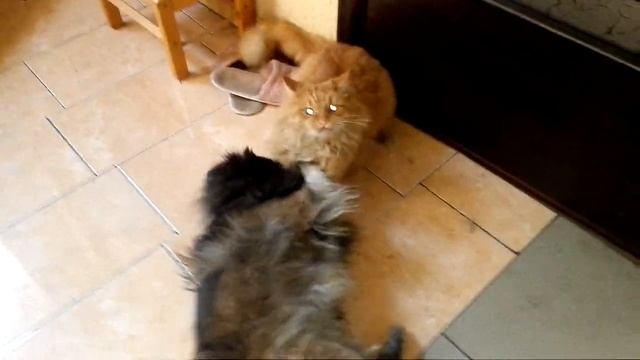 Кот и пёс, махач смотреть онлайн