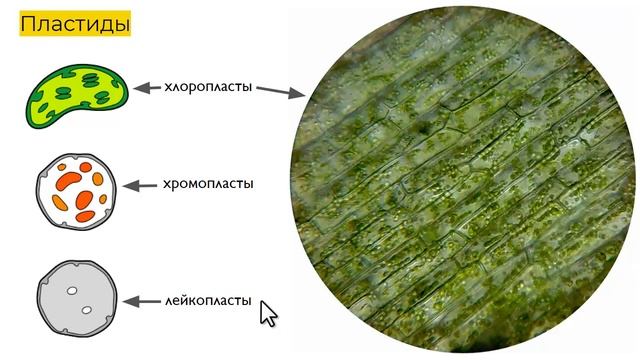 Строение клетки - кратко смотреть онлайн