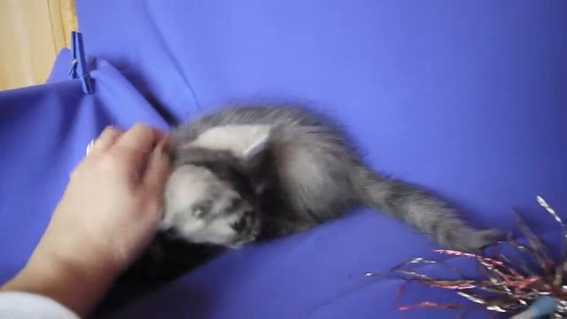 сибирский котенок Хозяйка Леса Из Одиссеи смотреть онлайн