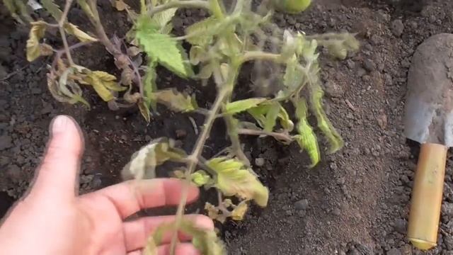 Обзор огорода 11 мая. Поспел первый томат в теплице! Ольга Чернова. смотреть онлайн