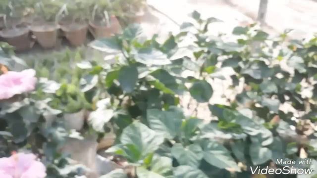 Best tips for Hibiscus plants (Hindi) смотреть онлайн