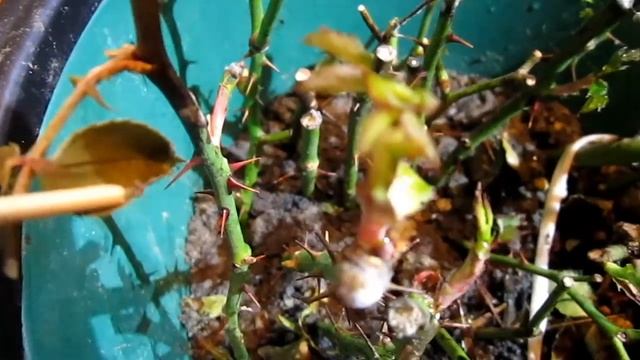 Черенки роз зимой на подоконнике - как дела? смотреть онлайн