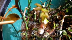 Черенки роз зимой на подоконнике - как дела?