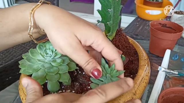 Succulent Arrangement || DIY : Mini Succulent Garden || How to arrange Succulents in a Dish смотреть онлайн