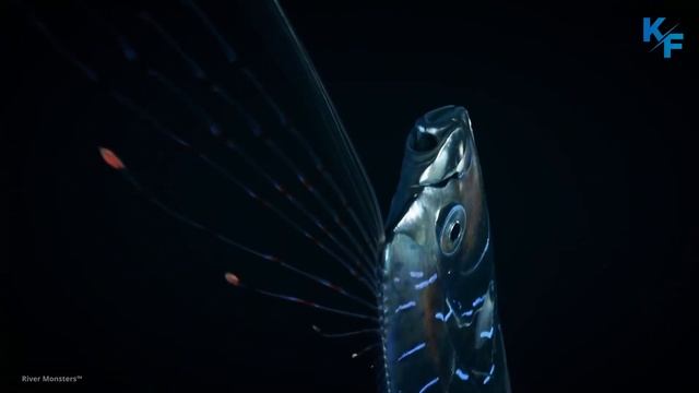 Сельдяной король или ремень-рыба. Если увидите эту рыбу, скорее ищите безопасное место. Горевестник смотреть онлайн