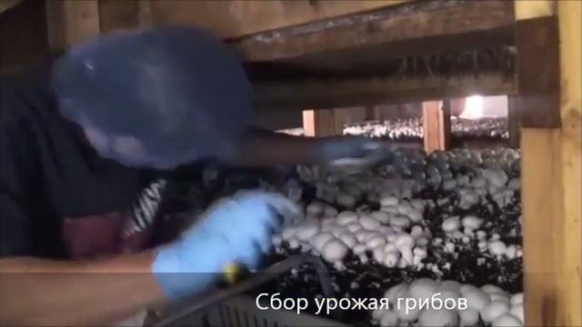 Грибная ферма – бизнес прибыльный | выращивание грибов | смотреть онлайн