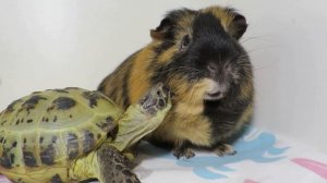 Морские свинки и Черепашка