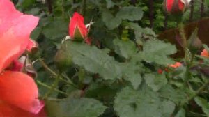 Цветущая роза Вестерленд в вашем саду.