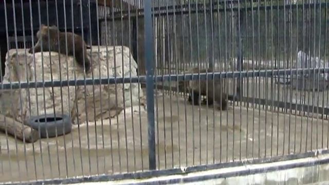 Усть-Каменогорский зоопарк. смотреть онлайн