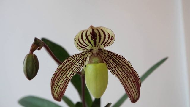 Paphiopedilum Jennifer Stage (godefroyae × philippinense) смотреть онлайн