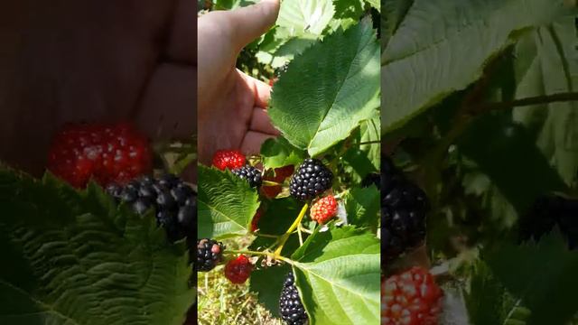 Отпадная ягода 👍 Тройная Корона - ежевика на 16 августа смотреть онлайн