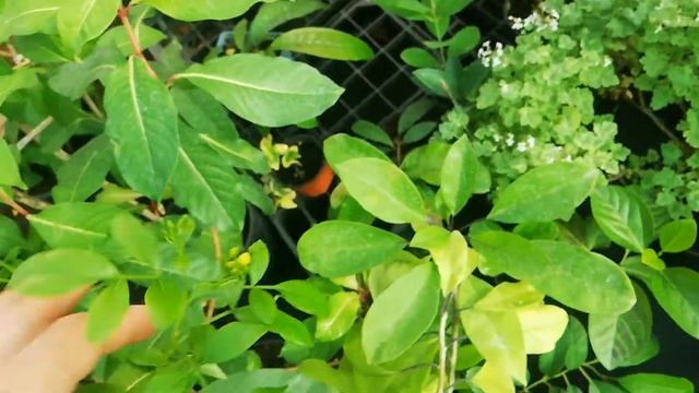 Jasminum odoratissimum ...Жасмин одоратиссимум. Запах фруктовый смотреть онлайн