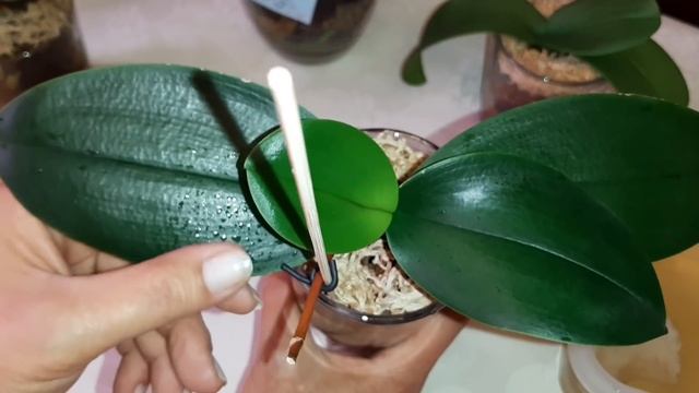 Орхидеи - Чахлики на Реанимации | Phal. Esmee | Phal. Violet Queen | Phal. Tulcan смотреть онлайн