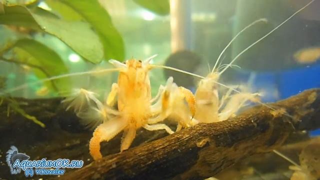 Нигерийская (габонская) креветка-фильтратор (Atya gabonensis) смотреть онлайн