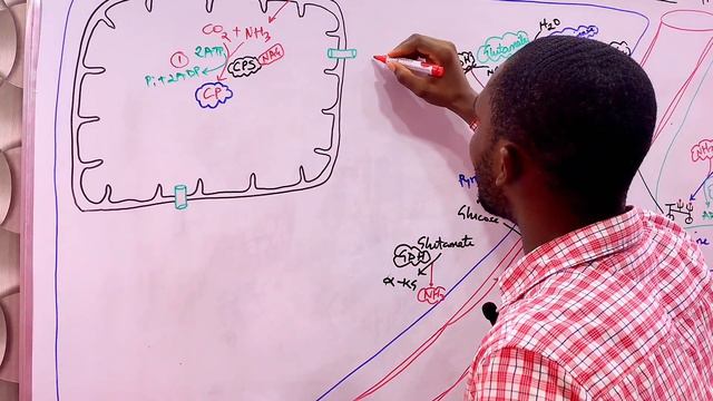 Metabolism | Urea Cycle Made Easy смотреть онлайн