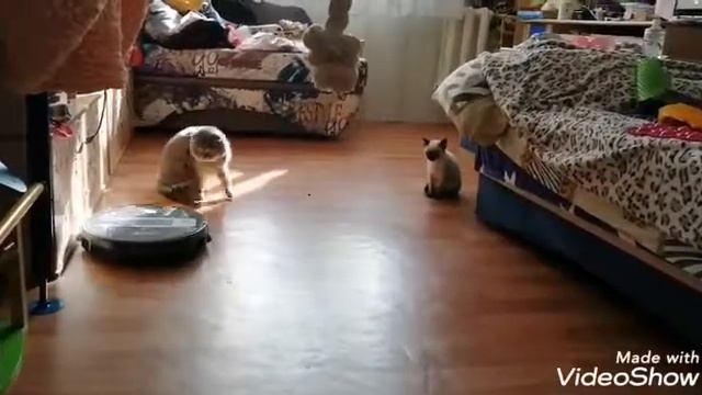Коты и робот-пылесос смотреть онлайн