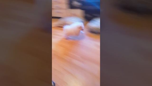 Шпиц Чаки, 3 месяца, играет с мячиком. Август 2018 смотреть онлайн