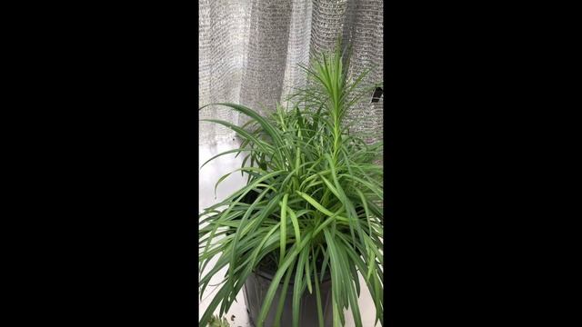 HOR 204 Liatris spicata смотреть онлайн