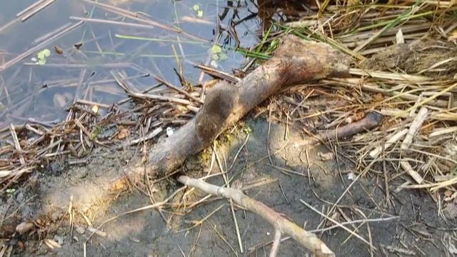 Водяная полёвка, или водяная крыса смотреть онлайн