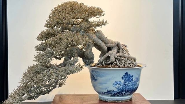 The most beautiful bonsai works in Taiwan exhibition part 1 смотреть онлайн