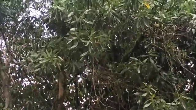 GROUP 10 ACACIA MANGIUM смотреть онлайн