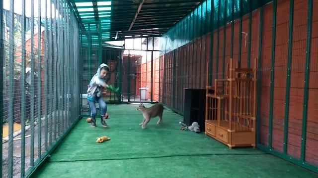 Каракал играет. Факты о степных рысях. Game With Caracal. Serval, Caracal,cat,сервал