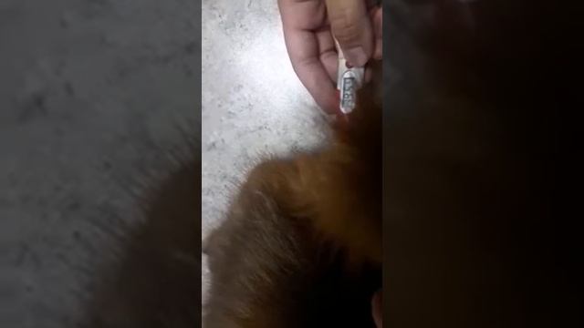 лисичка Кряка делает прививку и меряет температуру. температура лисы смотреть онлайн