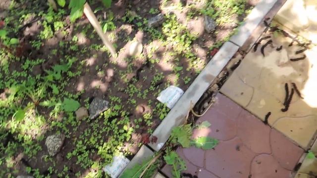 ВЛОГ: ЖАРА / ПО МАГАЗИНАМ ДЕТСКИЙ МИР, МВИДЕО, СПОРТМАСТЕР / ПЕРВАЯ СТРИЖКА ГАЗОНА ПОСЛЕ ПОСАДКИ смотреть онлайн