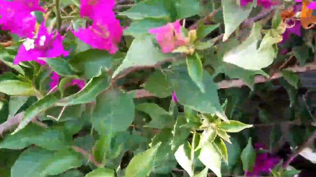 Bougainvillea In My Terrace Garden | Sisters Garden смотреть онлайн