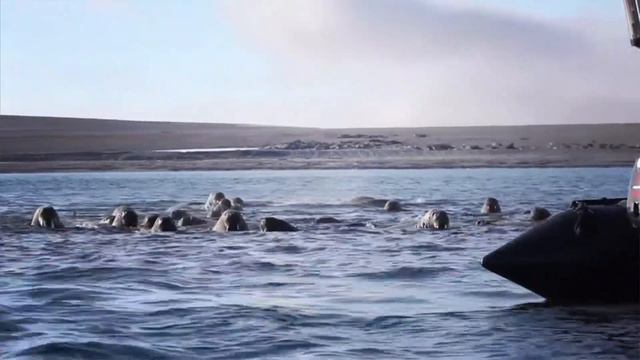 Die Arktis mit Silversea erleben смотреть онлайн