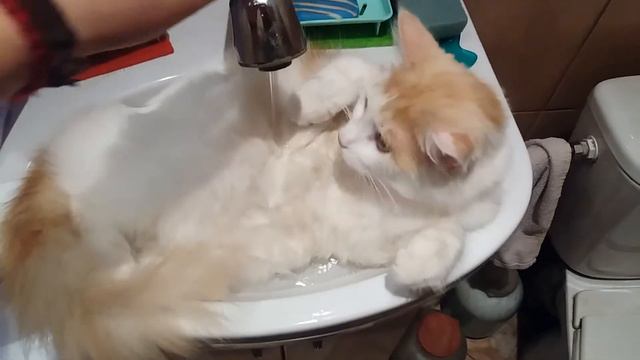 Лето, жара. Коты тоже любят купаться) смотреть онлайн