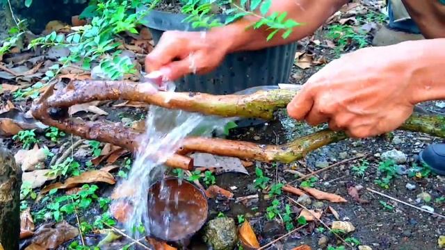Bonsai Hokiantea dari alam liar. The Wild Carmona microphylla смотреть онлайн