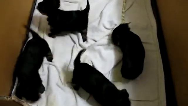 Собачата, чуть больше месяца смотреть онлайн