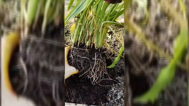 Готовим каллы к зиме