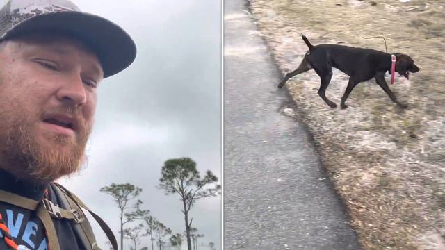 Когда можно ￼￼дрессировать￼ щенка для охоты, Чисто моё скромное мнение! Охота с курцхааром смотреть онлайн