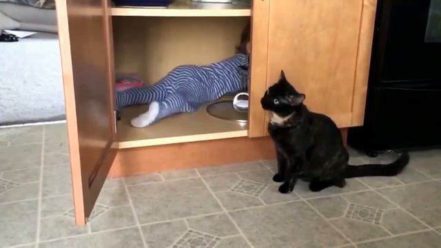 Смешные котики!!Приколы с животными!! лучшие приколы!! #LA #домашниепитомцы смотреть онлайн